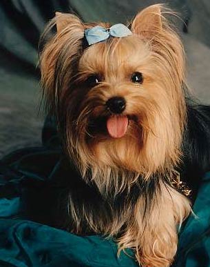 História do Yorkshire Terrier