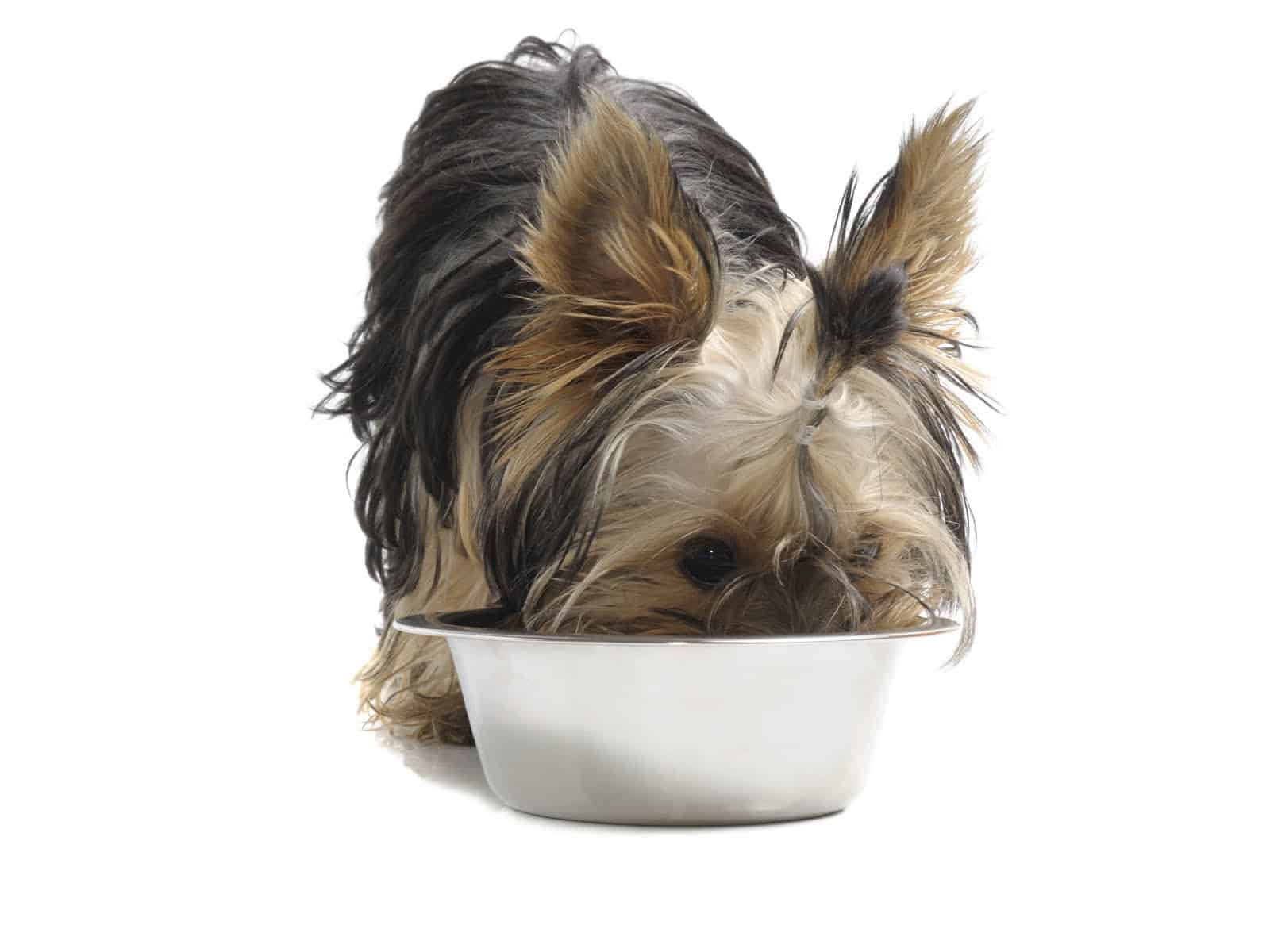 Como Alimentar um Yorkshire Terrier