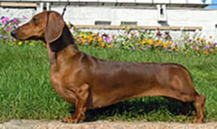 Dachshund