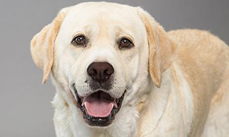 Labrador Retriever