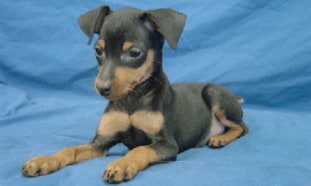 Pinscher