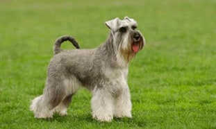 Schnauzer