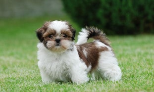 Shih Tzu