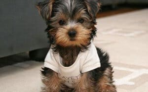 Comprar Filhote de Yorkshire Terrier