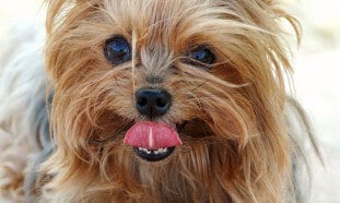 História do Yorkshire Terrier